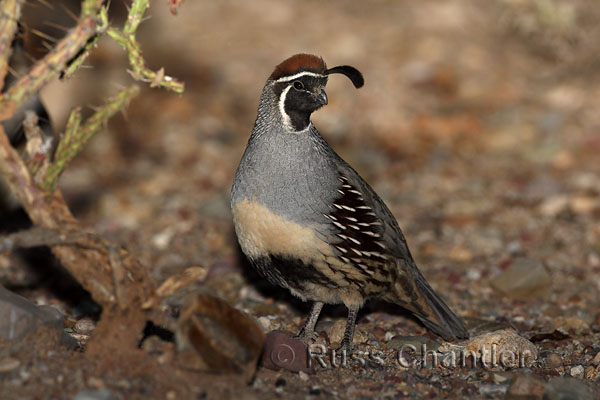 Gambel's Quail © Russ Chantler